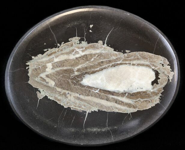 Polished Fish Coprolite (Fossil Poo) - Scotland #44676